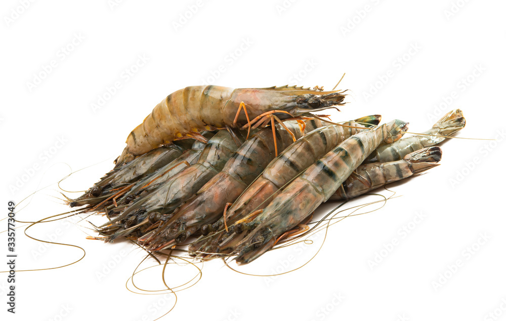 shrimp isolated