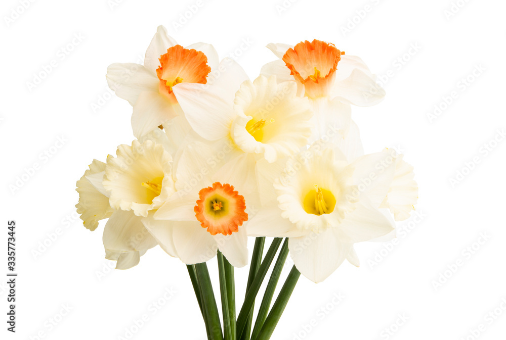 bouquet of daffodils isolated