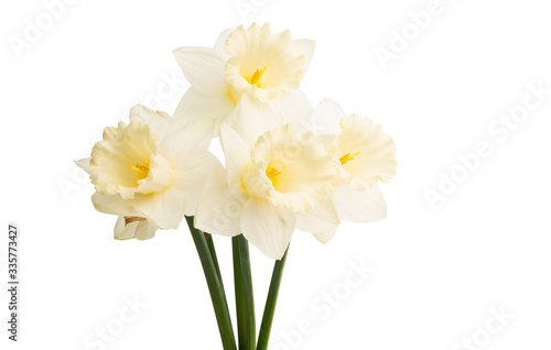 bouquet of daffodils isolated
