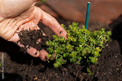 orto la potatura e cura delle piante con forbici e una mano in primo piano