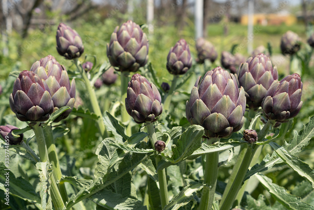 Fototapeta premium Organic Artichoke fields in picking season
