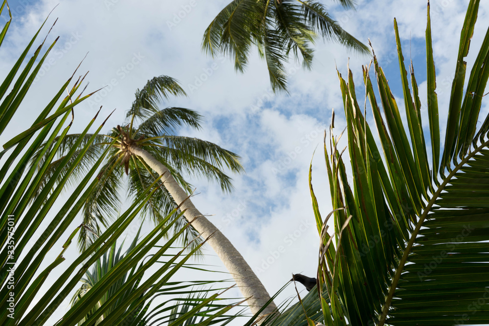 Fototapeta premium tall palm trees against the sky and clouds