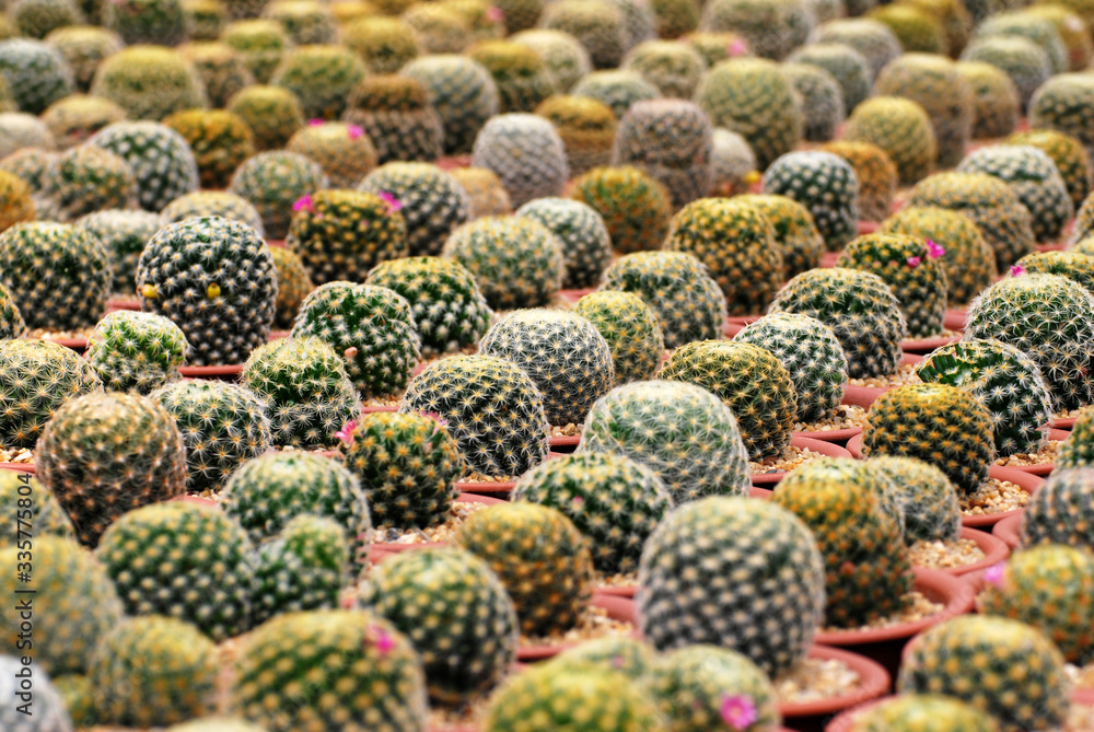 Yellow thorn cactus plant on the pot at cactus farm or call Mammillaria carmenae - Houseplant gardening backdrop and beautiful detail Yellow thorn cactus plant on the pot at cactus farm or call Mammillaria carmenae - Houseplant gardening backdrop and beautiful detail
