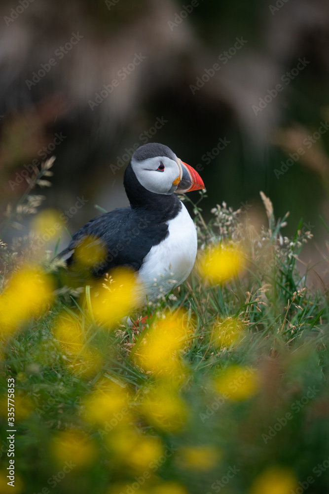 Fototapeta premium Atlantic Puffin in Iceland