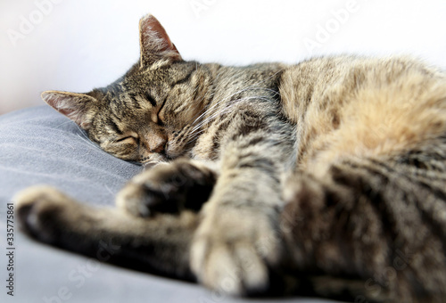 sleeping cat, Close-up of tabby cat sleeping on bed at home