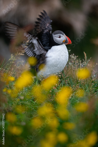 Atlantic Puffin in Iceland © Natapong