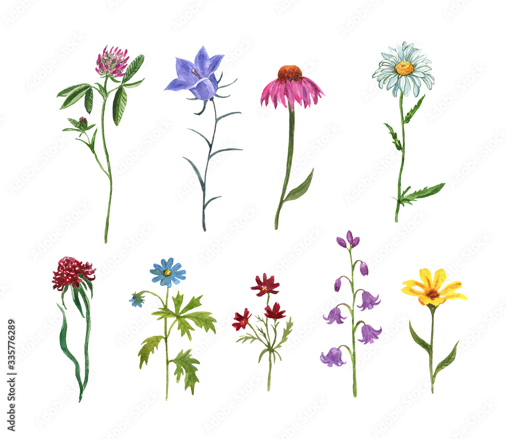 Wildflower meadow collection. Watercolor hand drawn wild flowers and herbs  illustration, isolated on white background. Purple coneflower, bluebell,  daisy, pink clover, baby cosmos. Floral set. Stock Illustration, wildflower  