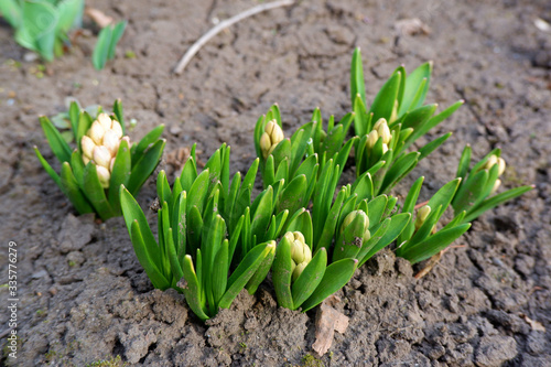 Sprouts of a group of hyacinths in early spring in garden. Spring works in the garden  awakening of nature  new life  revival  renaissance  renewal concept. Shallow depth of field close up image.