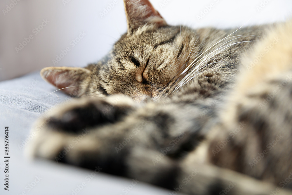 sleeping cat, Close-up of tabby cat sleeping on bed at home sleeping cat, Close-up of tabby cat sleeping on bed at home