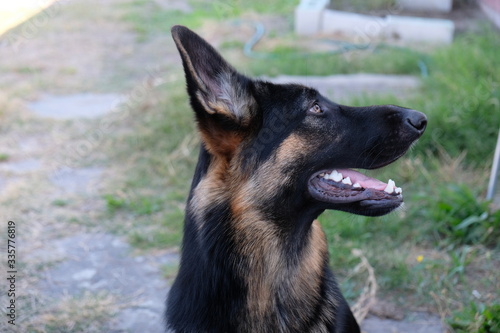 Cute German Sheppard Puppy outside posing