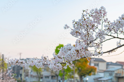 季節を感じる春の訪れ桜の花