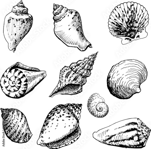 Seashells - hand-drawn engraving illustration.