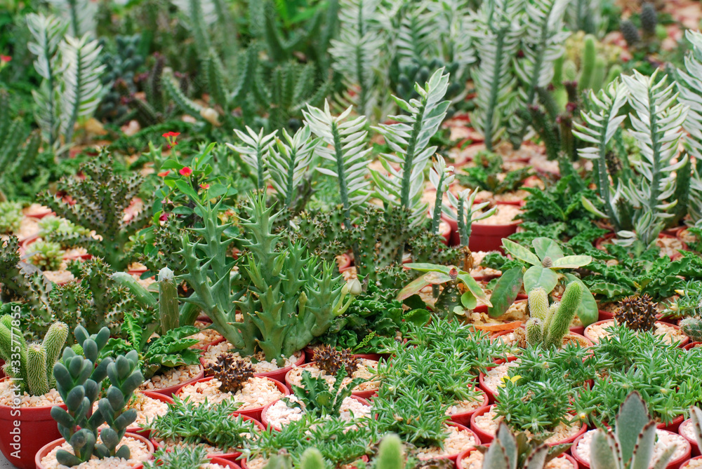 Candelabra Cactus plant at cactus farm or call Euphorbia lactea compacta Houseplant gardening