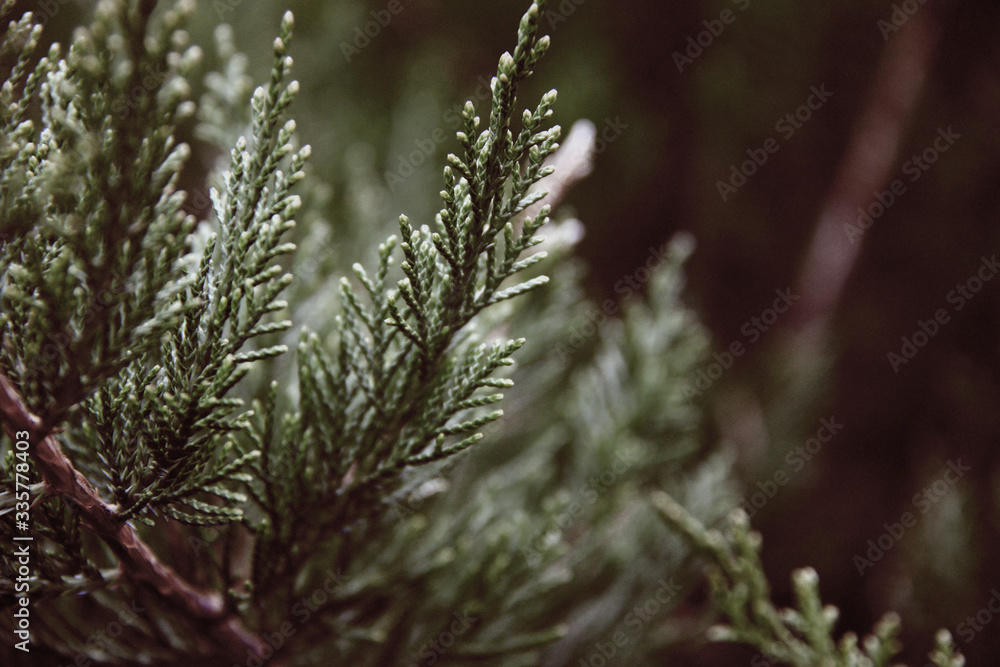 evergreen tree background evergreen tree background