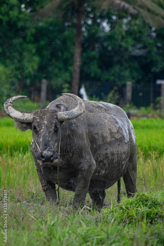buffalo in the field buffalo in the field