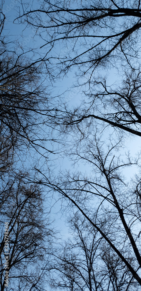 Tree trunks on a background of blue clear sky. Black silhouettes of trunks without leaves. Vertical Tree trunks on a background of blue clear sky. Black silhouettes of trunks without leaves. Vertical