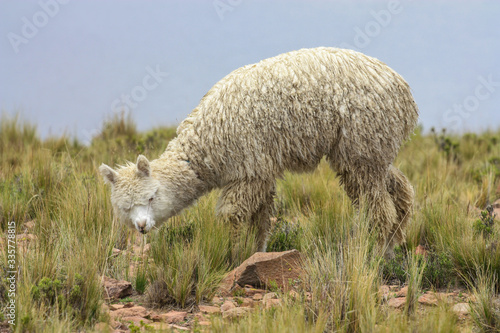 Lama