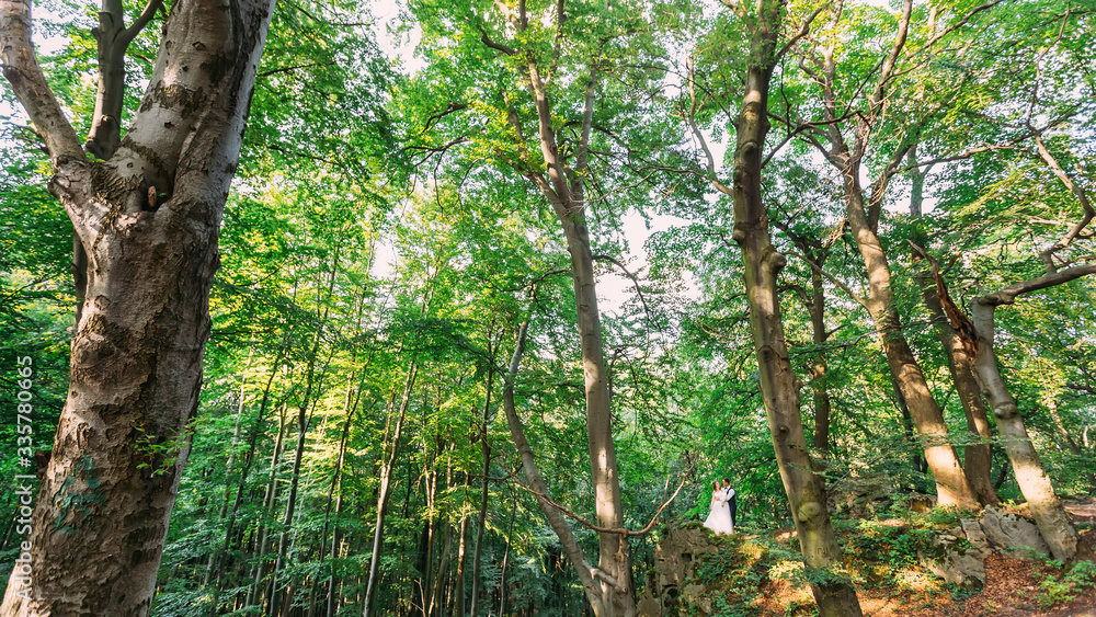 Fototapeta premium newlyweds hugging on a high rock in the forest. forest with tall