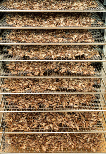 Dried crickets (Acheta Domesticus) in dehydrator. photo