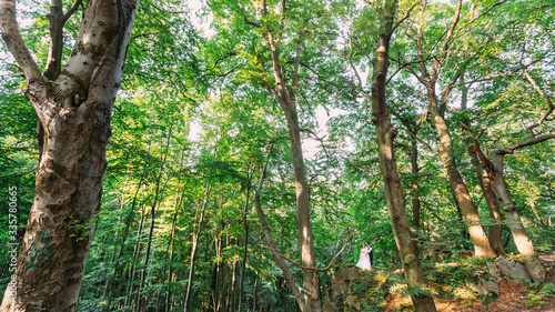 newlyweds hugging on a high rock in the forest. forest with tall