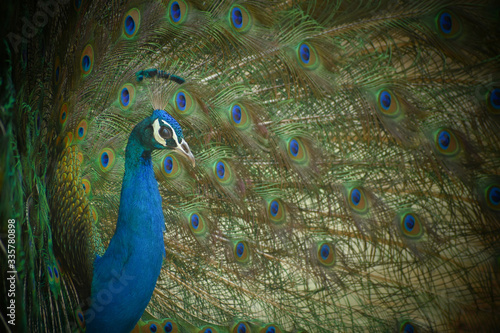 Portrait of a colorful dancing peacock . Peacock close up portrait. Peacock wallpaper and backgrounds.