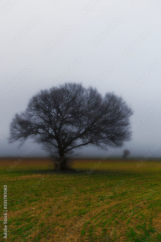 Lonely tree image for the fog. Uludag, Turkey. Lonely tree image for the fog. Uludag, Turkey.