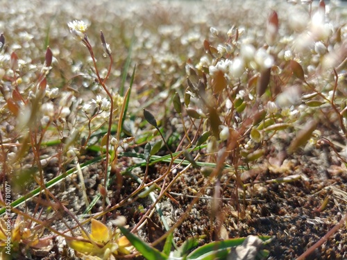 close up of grass