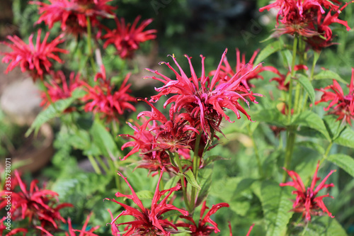 Monarda didyma flower closeup. Crimson bee balm  scarlet beebalm  scarlet monarda or bergamot is an aromatic herb. Medicinal plants  herbs in the garden.Blurred background.