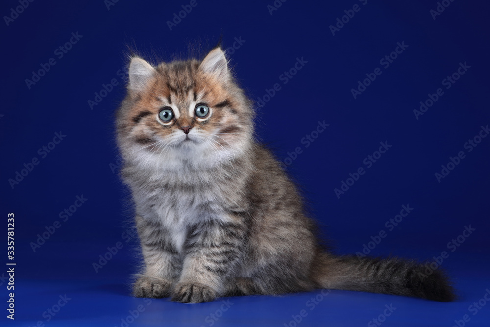 Cute fluffy scottish kitten sitting on a blue background