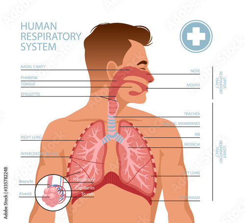 Human respiratory system photo