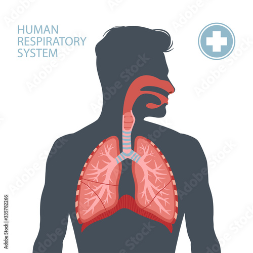 Human respiratory system photo