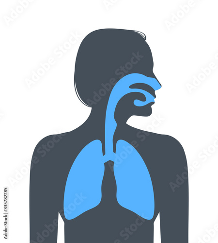 Human respiratory system