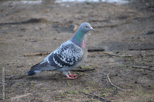 single pigeon on the ground in close-up