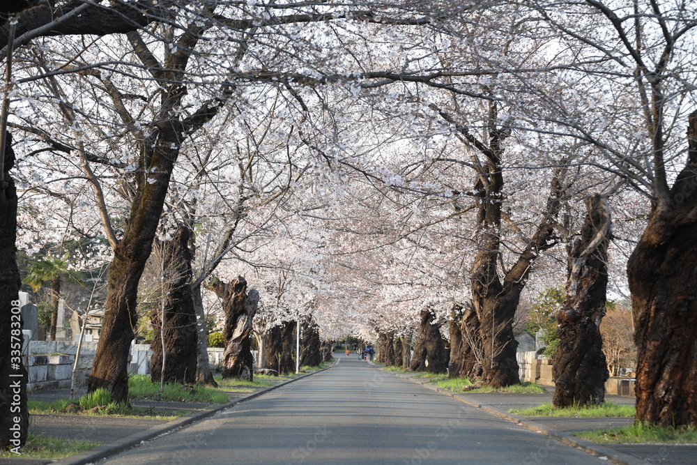 Cherry tree arch 