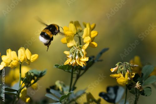 Pollinisation par un bourdon © Francois