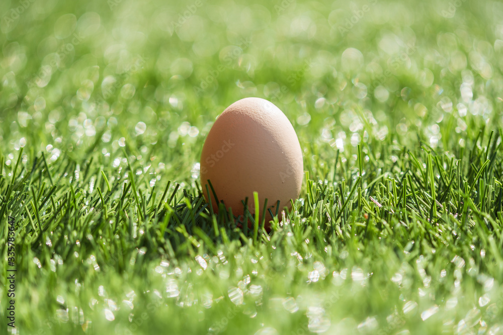 Egg (symbol of Easter) on the grass Egg (symbol of Easter) on the grass