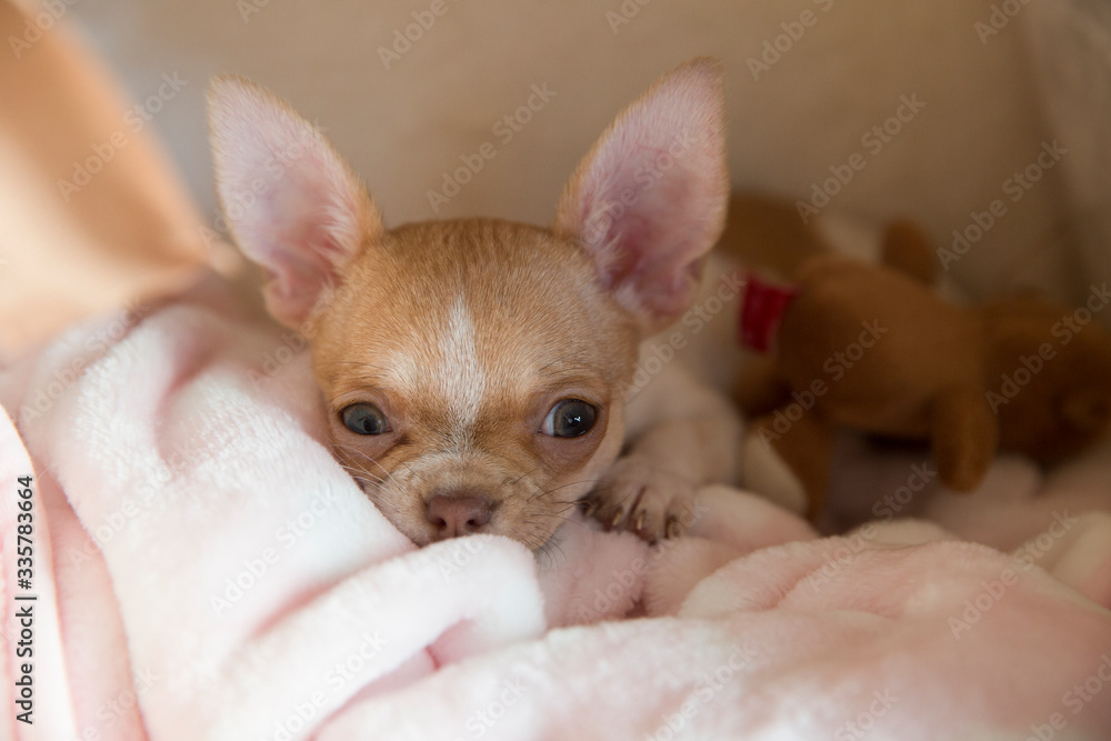 A mini chihuahua puppy is sleeping in his bed. The puppy is two months old. A mini chihuahua puppy is sleeping in his bed. The puppy is two months old.