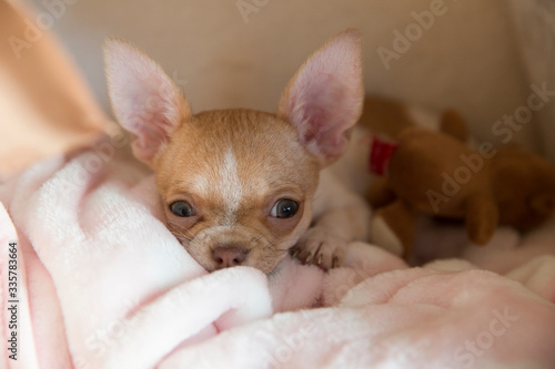 A mini chihuahua puppy is sleeping in his bed. The puppy is two months old.