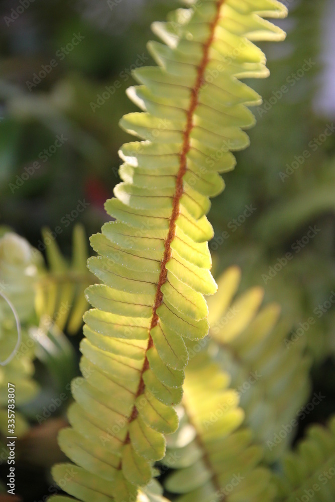 Fototapeta premium Fern leaves against a backlight