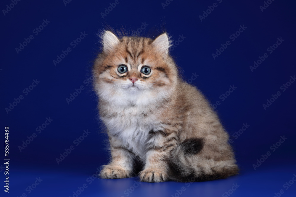 Cute fluffy scottish kitten sitting on a blue background Cute fluffy scottish kitten sitting on a blue background