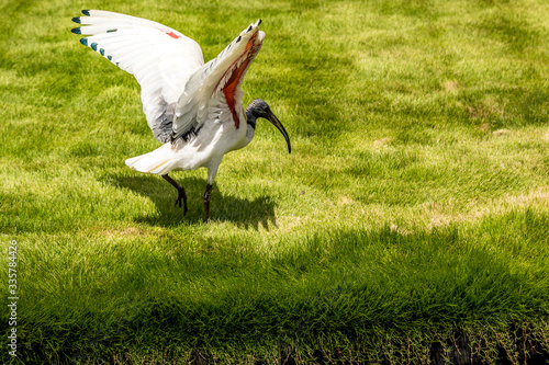 Photography Australian Ibis bird in a park in Sydney, New South Wales, Australia at a hot and sunny day