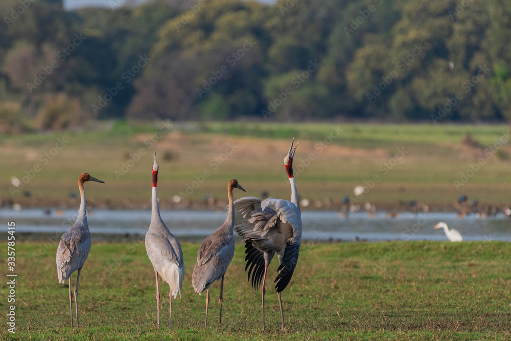 Fototapeta premium Sarus crane in a grass 