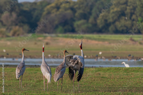 Sarus crane in a grass  photo