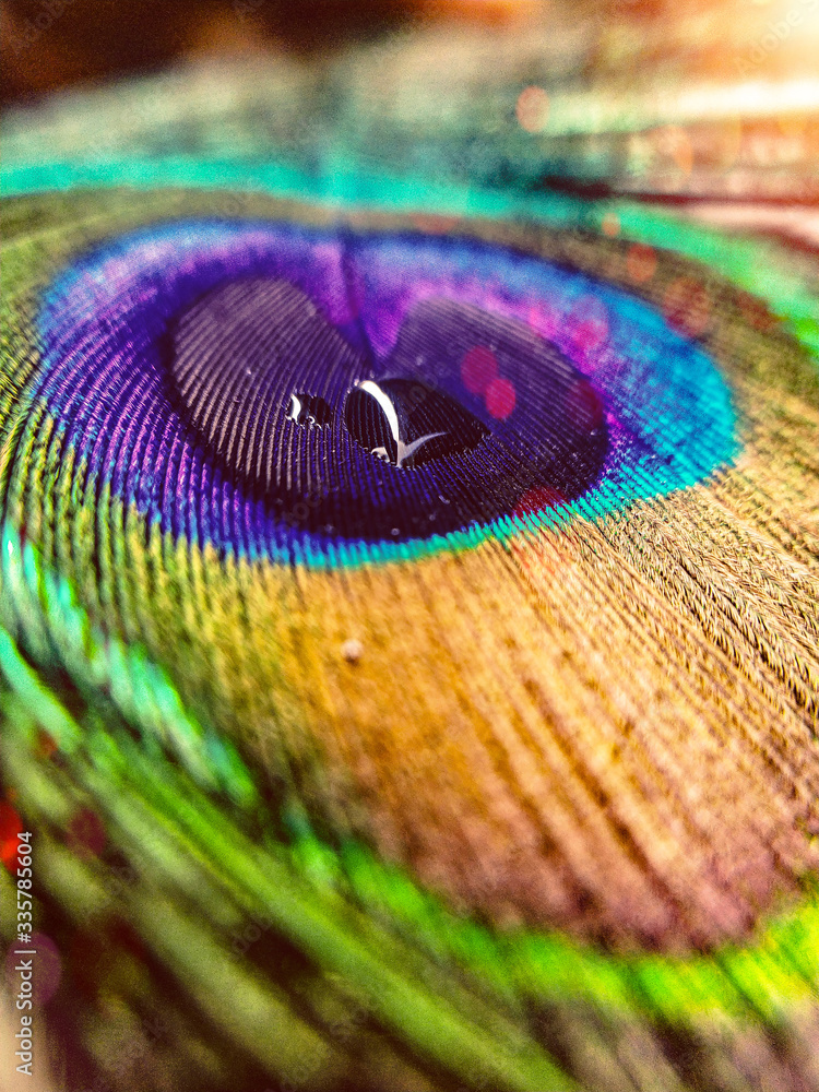 Fototapeta premium peacock feather close up
