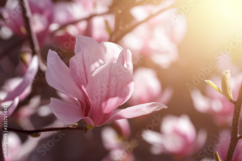 Blooming pink magnolia