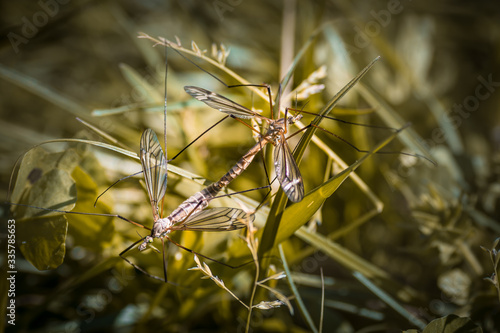 Wallpaper Mural Duo de tipules - Tarn - Occitanie Torontodigital.ca