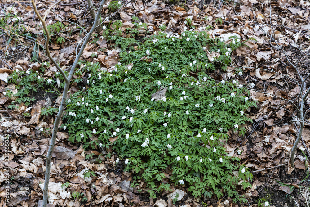 Spring in the wildlife sanctuary Hahnheide - wood anemone Spring in the wildlife sanctuary Hahnheide - wood anemone