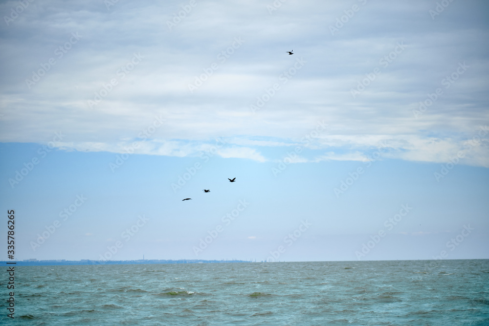 Fototapeta premium Several birds flying over the sea.