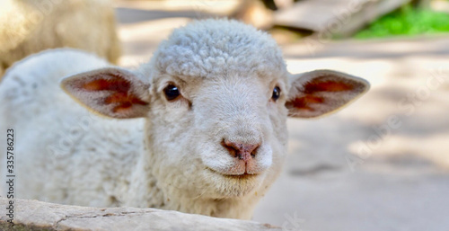 A young lamb with a blurry background