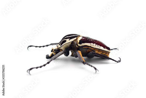 The African Goliath Beetles isolated on white background photo